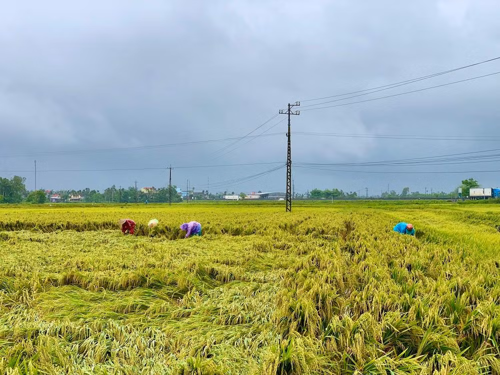 Trao đổi với PV, Bí thư Tỉnh đoàn Quảng Ngãi Cao Lê Tùng Nghĩa cho biết, trước những thiệt hại của nông dân trong tỉnh, Tỉnh Đoàn đã chỉ đạo các cấp bộ Đoàn trong tỉnh huy động thanh niên địa phương ra quân hỗ trợ người dân khẩn trương thu hoạch lúa để giảm thiểu thiệt hại. Việc hỗ trợ sẽ được duy trì đến khi bà con thu hoạch xong lúa vụ Đông Xuân.