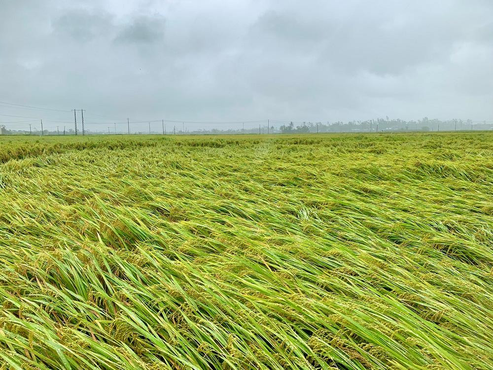 Thống kê của Sở NN&amp;PTNT tỉnh Quảng Ngãi, vụ lúa đông xuân năm nay, toàn tỉnh gieo sạ hơn 38.000 ha. Do ảnh hưởng của đợt mưa trái mùa vừa qua toàn tỉnh có khoảng 5.000 ha lúa bị ngập nước, ngã đổ, trong đó có khoảng 1.700 ha lúa bị ngã đổ hoàn toàn và hơn 3.400 ha bị ngập úng. Ngập nặng nhất là ở các huyện Mộ Đức, Nghĩa Hành và thị xã Đức Phổ. Ngoài ra, mưa lớn cũng đã khiến khoảng 1.500 ha hoa màu bị ngập úng, hư hại nặng.