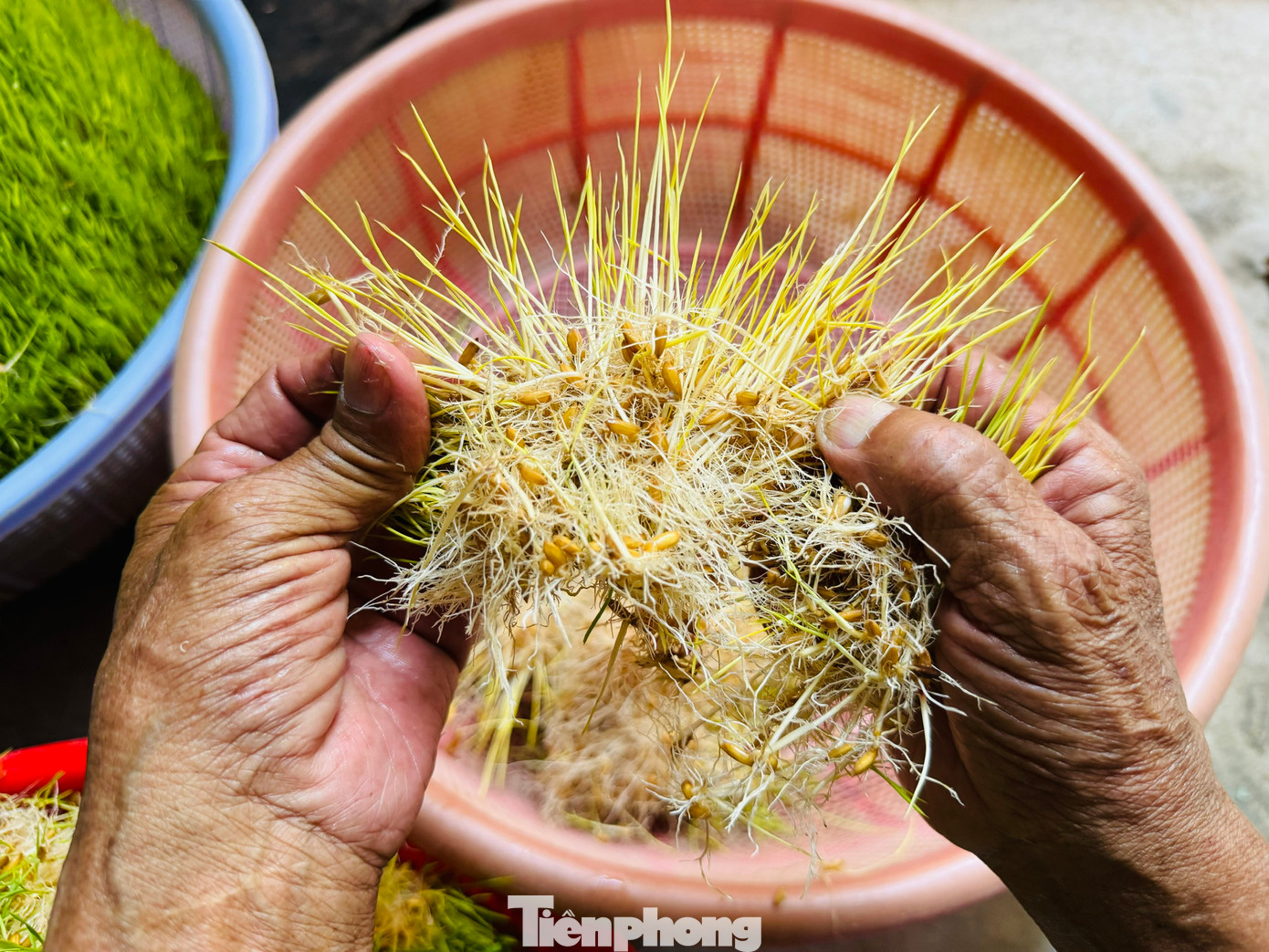 Mạ non sau khi được thu hoạch, tách rời, rửa sạch, phơi thật khô sau đó xay nhuyễn thành bột.