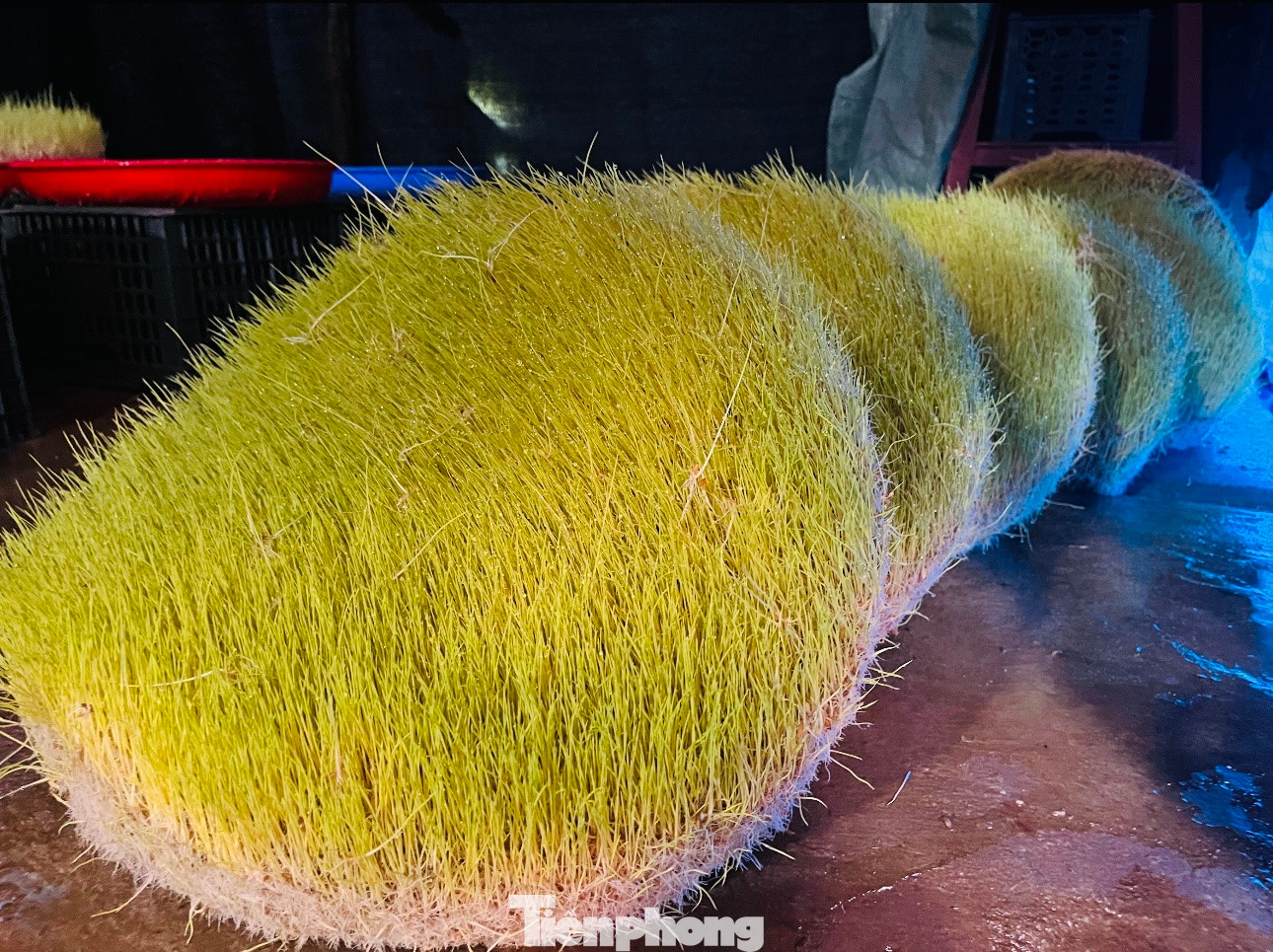 Thời gian gieo mạ đến lúc nhổ dao động 10-15 ngày.