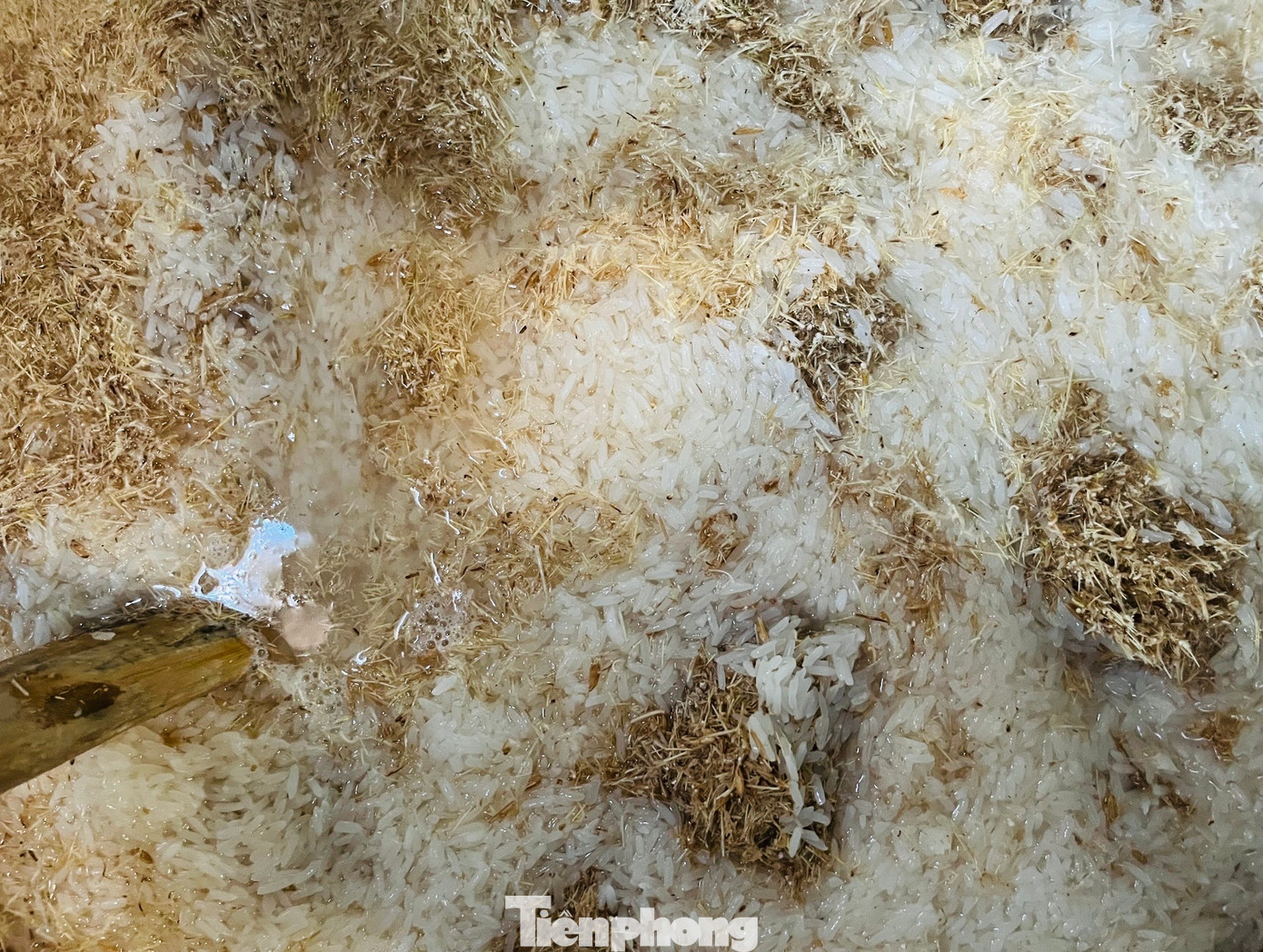 Tỷ lệ pha trộn, cách ủ bột là bí quyết của từng cơ sở sản xuất mạch nha. Hỗn hợp bột sau khi ủ được ép lấy nước sẽ dùng để nấu mạch nha.