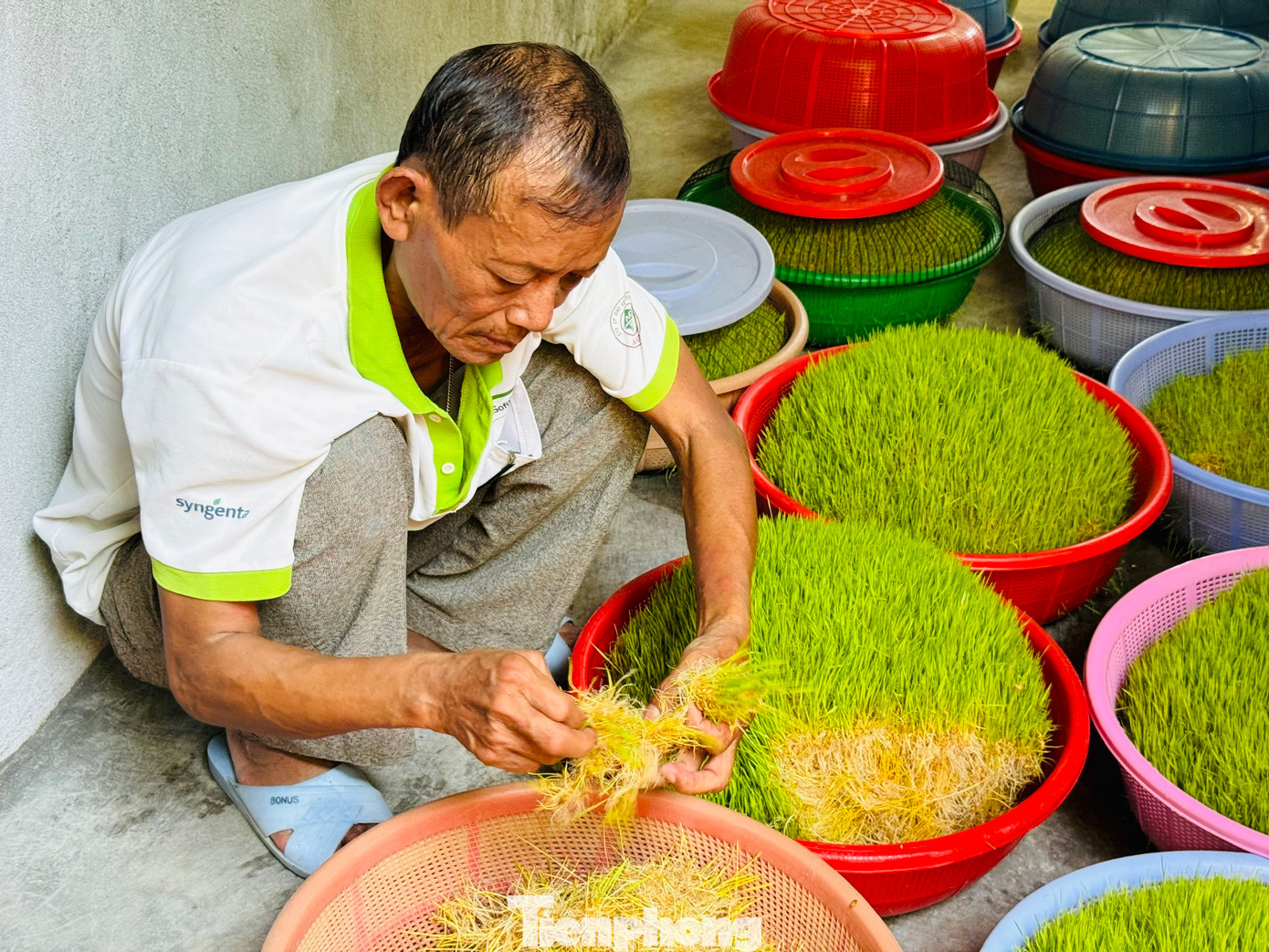 “Việc chọn thời điểm thu hoạch mạ rất quan trọng, nếu thu hoạch trễ lúc đó cây mạ phát triển mạnh, lá xanh đậm sẽ không nấu được loại mạch nha ngon”, ông Nguyễn Quang Tâm (trú xã Đức Hòa, huyện Mộ Đức, tỉnh Quảng Ngãi) chia sẻ.