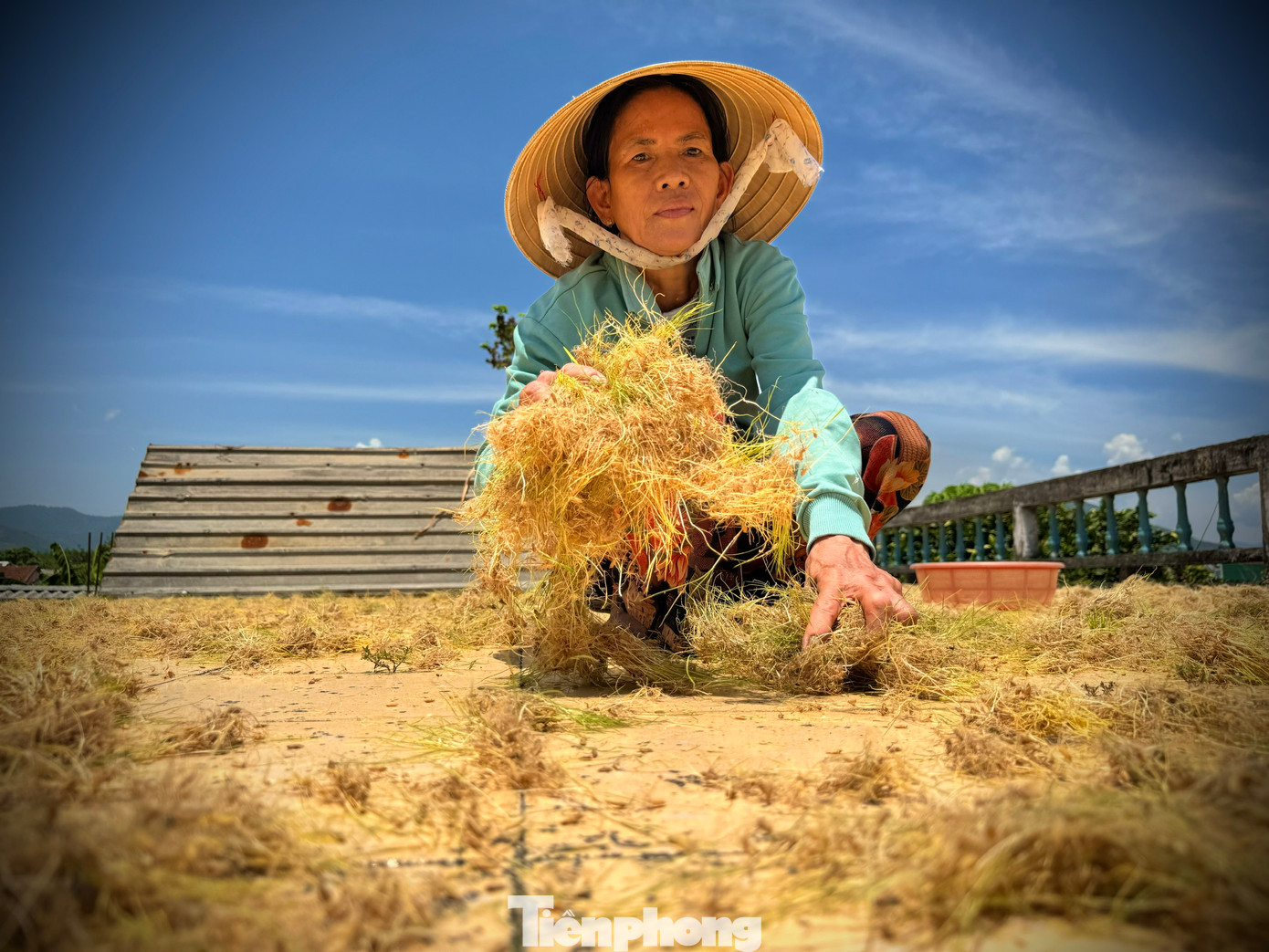 Mạ non sau khi được thu hoạch, tách rời, rửa sạch, phơi thật khô sau đó xay nhuyễn thành bột.