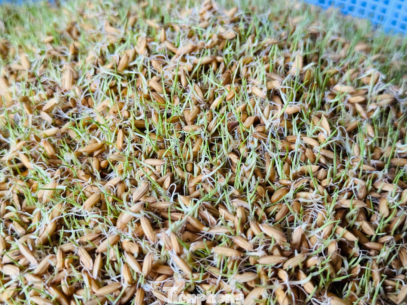 Giống lúa dùng để gieo mạ làm mạch nha được chọn lựa kỹ, phải là loại lúa đẹp, giống thơm, ngon.