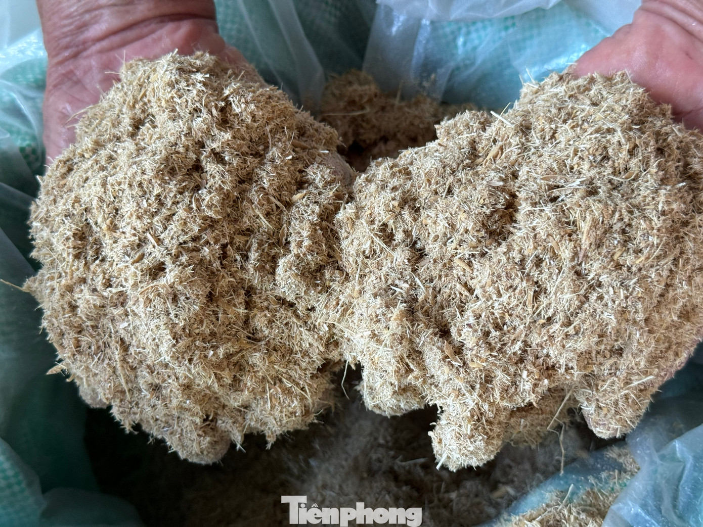 Bột mạ non sau khi được xay nhuyễn.