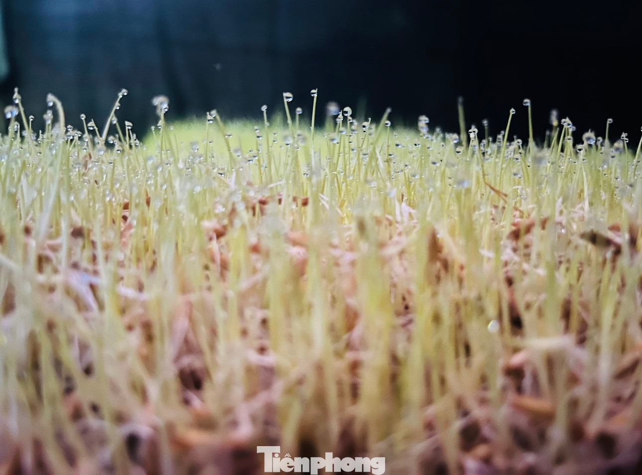 Giống lúa dùng để gieo mạ làm mạch nha được chọn lựa kỹ, phải là loại lúa đẹp, giống thơm, ngon.