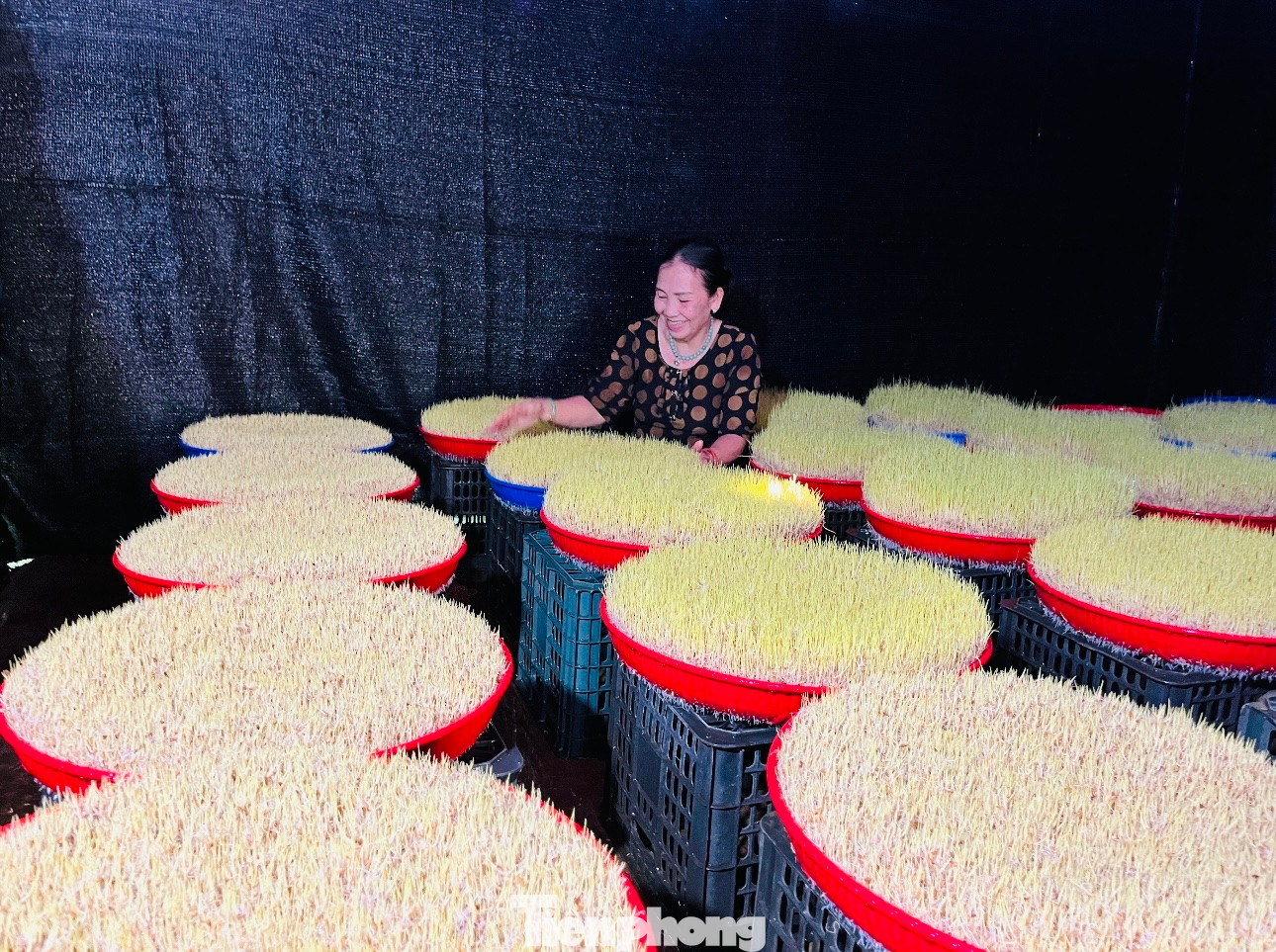 Hạt lúa được ngâm qua đêm rồi rải lên rổ nhựa, ủ cho nảy mầm (nứt mộng) trong phòng tối. Phòng tối giúp giữ độ ẩm cho cây mạ phát triển chậm, đồng thời phát triển trong điều kiện thiếu ánh sáng giúp cây mạ giữ được màu xanh nhạt, đây là yếu tố cần có để nấu được mạch nha ngon.