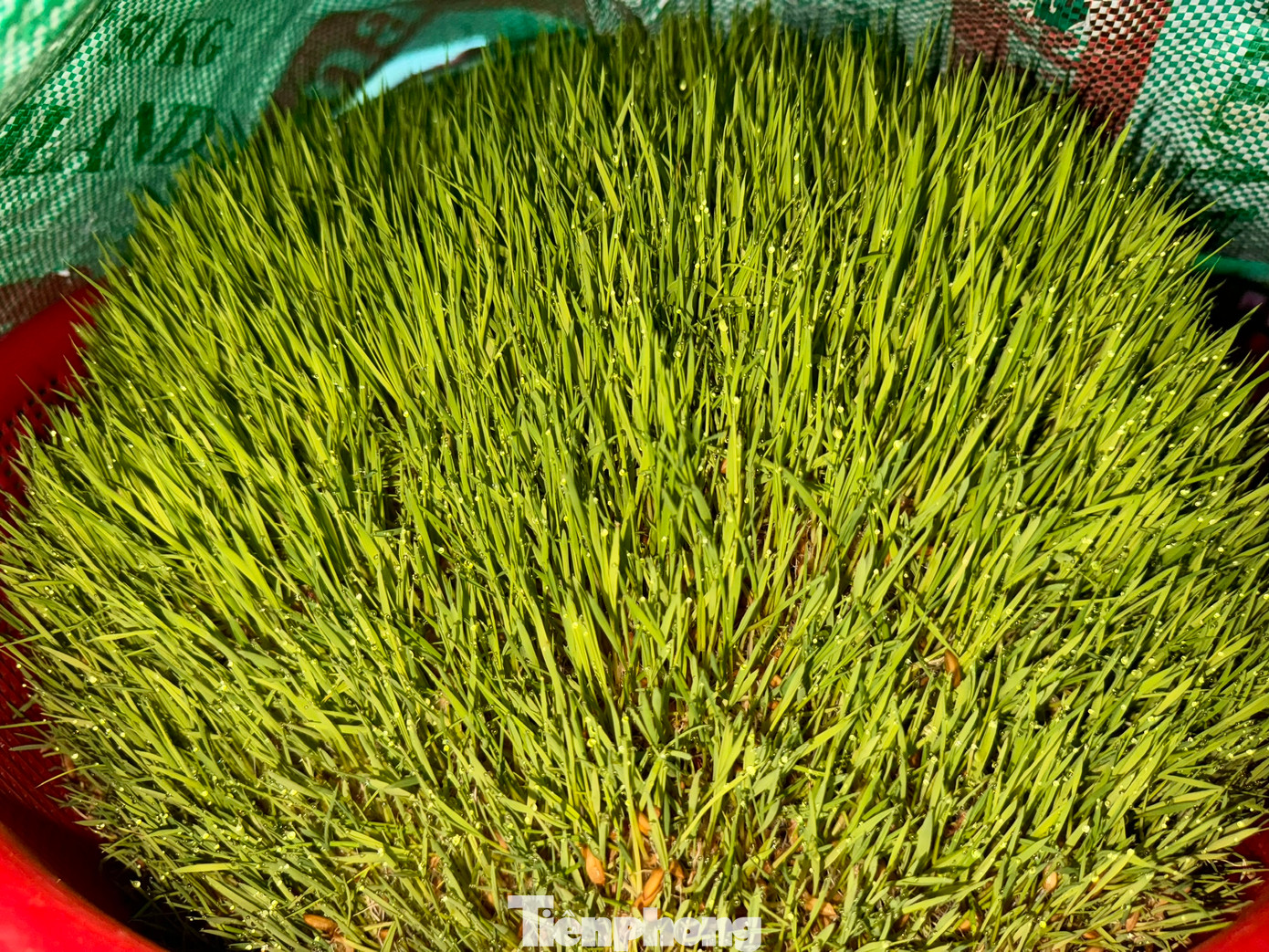 Thời gian gieo mạ đến lúc nhổ dao động 10-15 ngày.