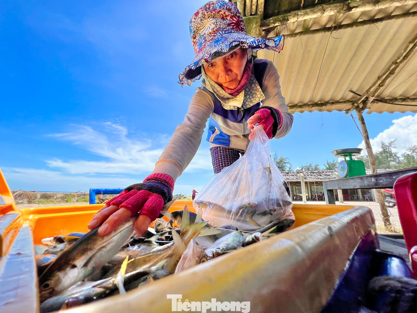 Những mẻ cá tươi rói.