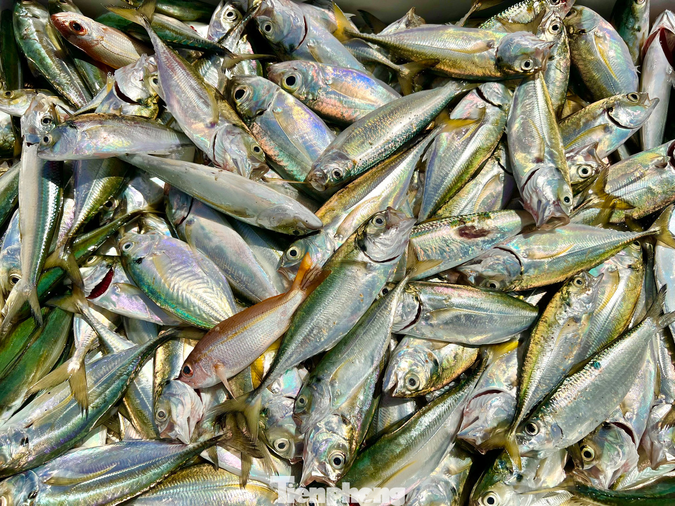 Những mẻ cá tươi rói.