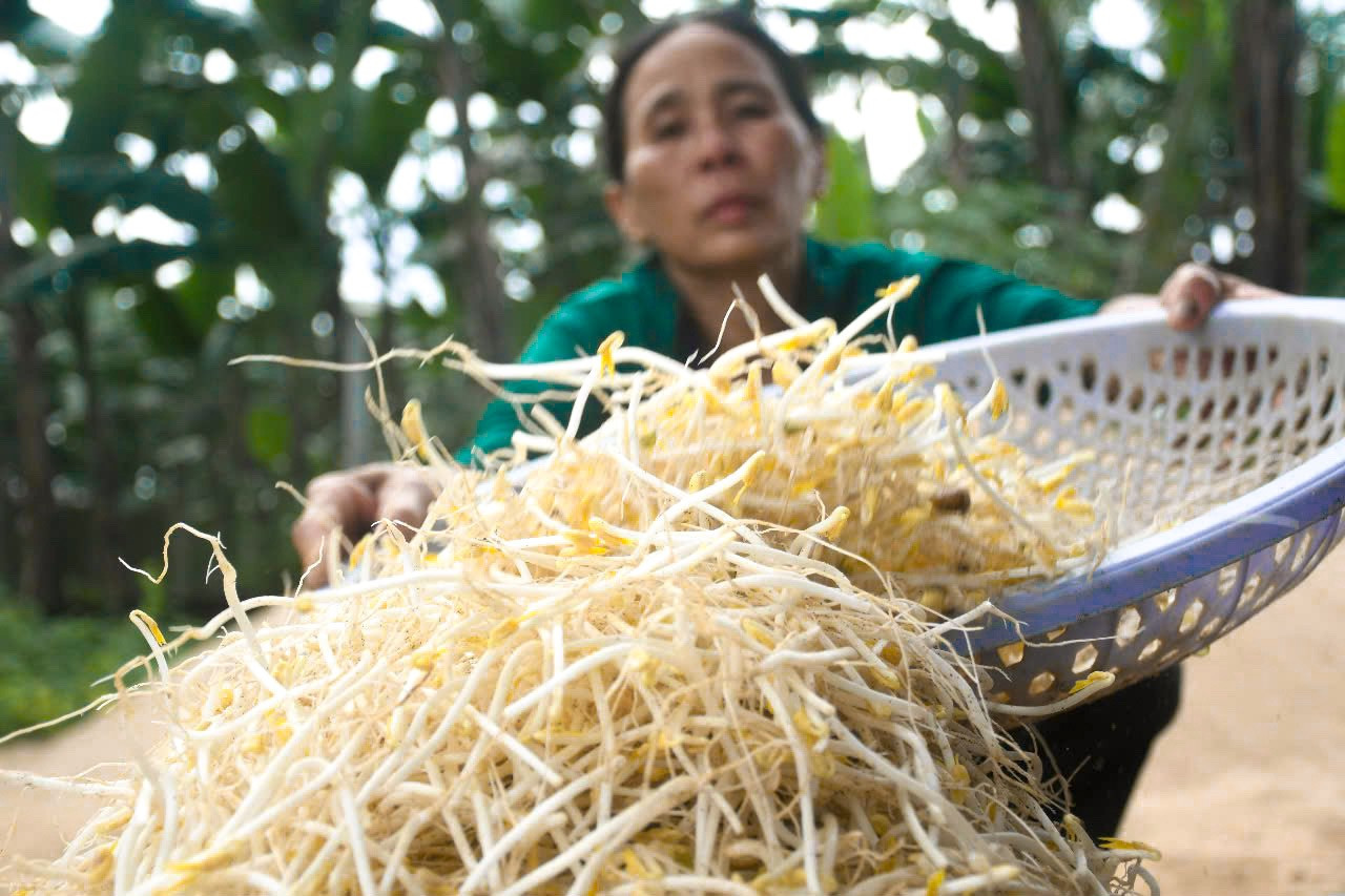“Đậu được ngâm nước, rửa sạch sau đó cho vào thùng làm giá. Để cây giá phát triển cần phải tưới nước giữ ẩm cho cát. Làm giá bằng cát không sử dụng hóa chất nên rất sạch, an toàn cho người sử dụng”, bà Viên nói.