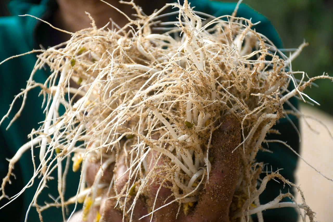 Cây giá được trồng thủ công từ cát sông Trà Khúc dài, rễ nhiều, giòn hơn và có vị ngọt, đậm đà hơn không dùng cát. Trung bình 1 kg đậu xanh sẽ cho thu hoạch 7-8 kg giá. Giá được rửa sạch cát trước khi mang ra chợ bán với giá 8.000 đồng/kg.