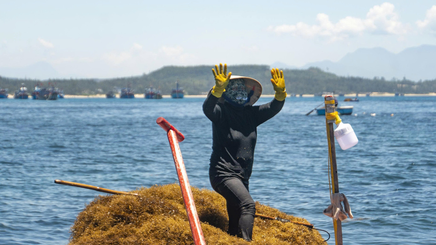 Rong mơ trở thành nguồn tài nguyên biển mang lại thu nhập cho người dân ven biển Quảng Ngãi. Ảnh: Hải Phong Rong mơ trở thành nguồn tài nguyên biển mang lại thu nhập cho người dân ven biển Quảng Ngãi. Ảnh: Hải Phong