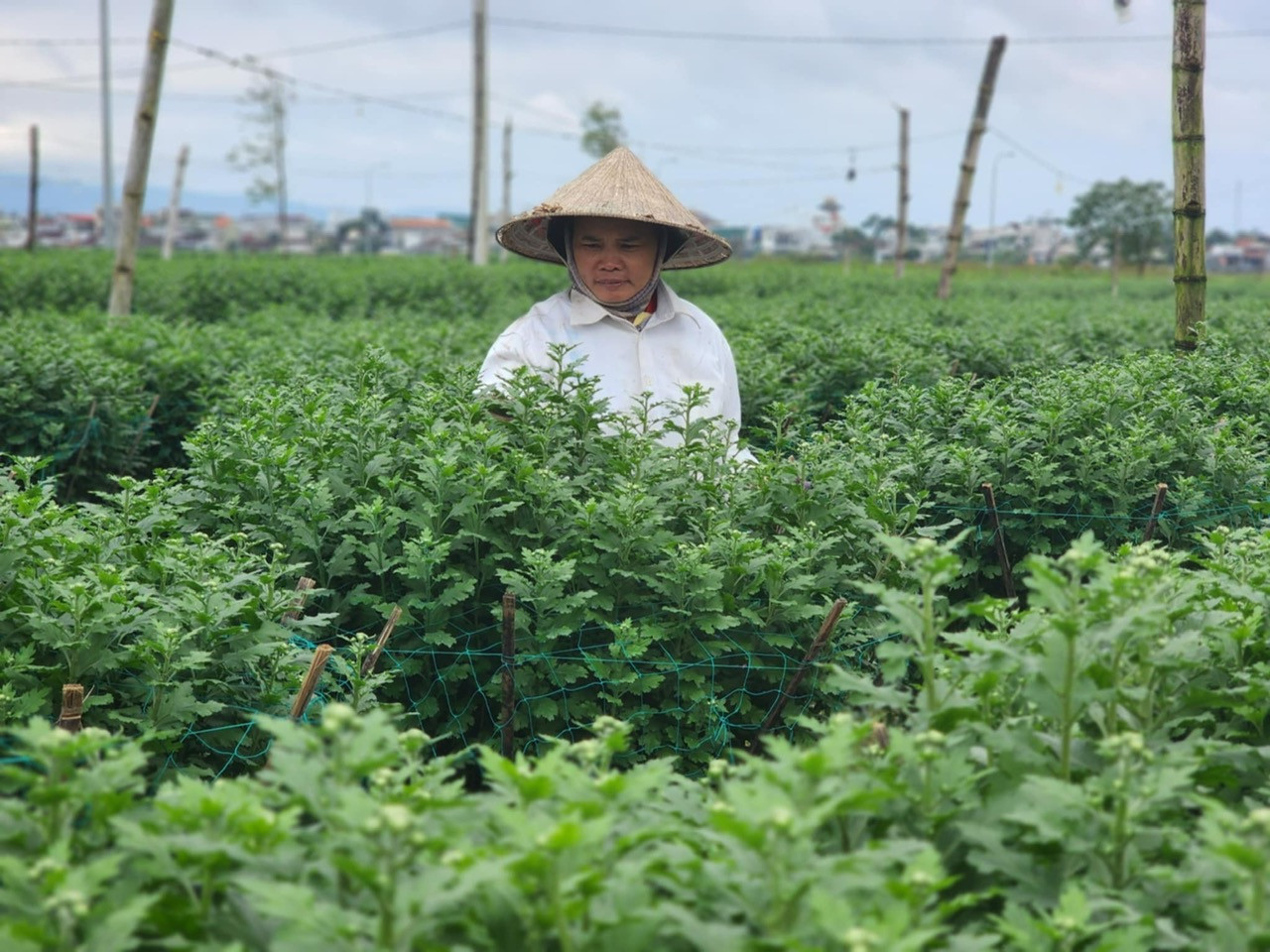 Bà Phương trồng 600 chậu cúc, đến giờ mới bán được 30 chậu.