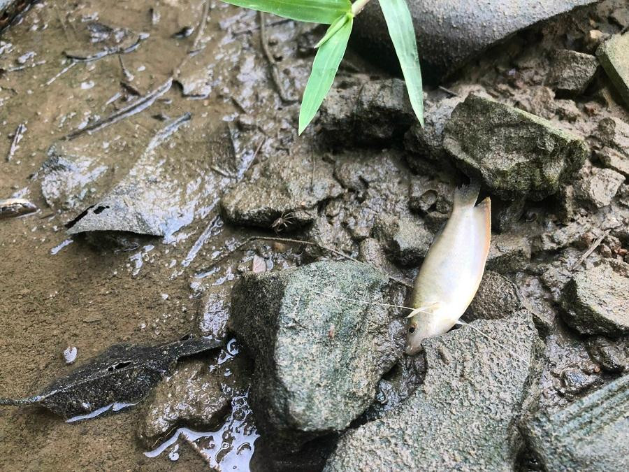 Nước bốc mùi hôi thối, xuất hiện cá chết. Nước bốc mùi hôi thối, xuất hiện cá chết.