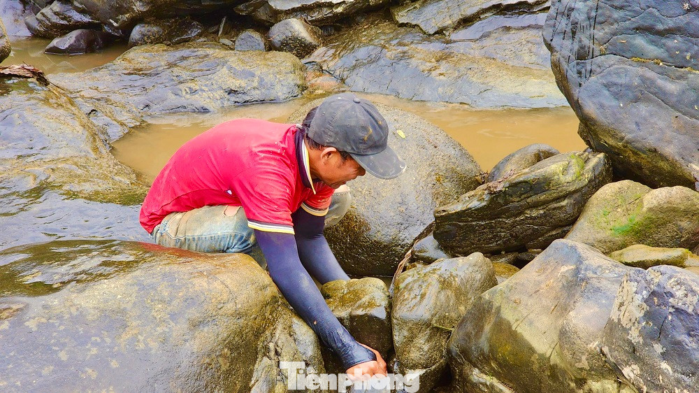 Người dân lật từng viên đá để bắt cá. Ảnh: Nguyễn Ngọc.