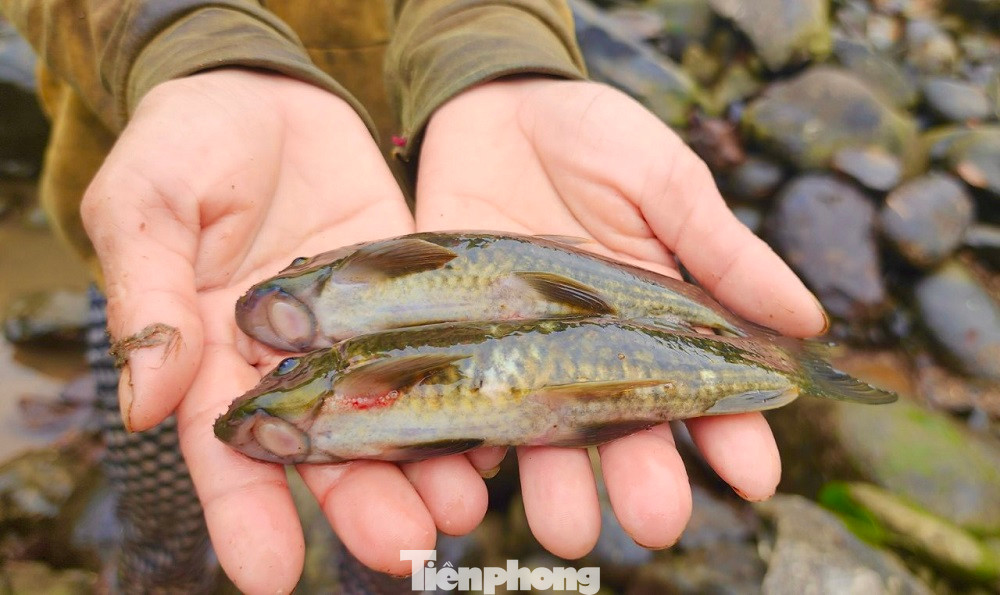 Theo nhiều người dân, số cá bắt được chủ yếu là cá bống đá và một số loại cá nhỏ khác. Sau khi đánh bắt về chỉ cần rửa sơ qua cho sạch, rồi cho vào nồi kho rim với ít tiêu, hay ớt rừng để ăn cơm thì “dù sạch nồi, căng bụng nhưng miệng vẫn còn thèm”. Ảnh: Nguyễn Ngọc.