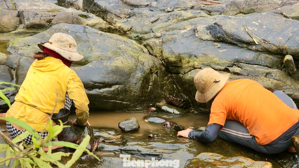 Người dân lật từng viên đá để bắt cá. Ảnh: Nguyễn Ngọc.
