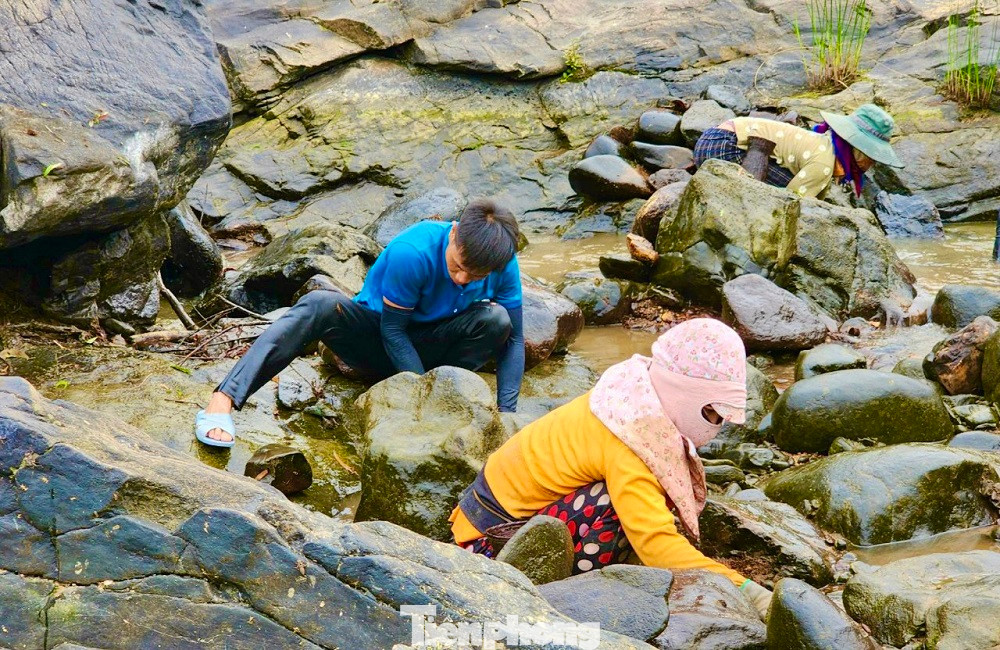 Nước cạn, nhiều loài cá chui sâu vào trong kẽ đá để ẩn náu, nên việc đánh bắt của người dân cũng gặp không ít khó khăn. Ảnh: Nguyễn Ngọc.