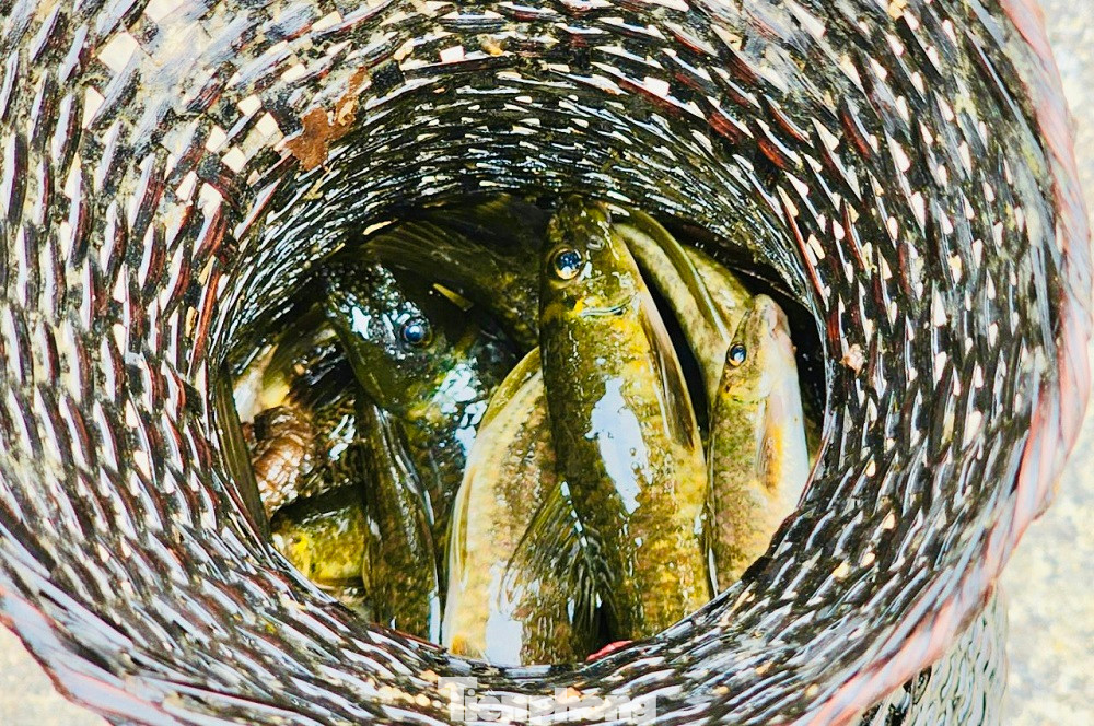 Theo nhiều người dân, số cá bắt được chủ yếu là cá bống đá và một số loại cá nhỏ khác. Sau khi đánh bắt về chỉ cần rửa sơ qua cho sạch, rồi cho vào nồi kho rim với ít tiêu, hay ớt rừng để ăn cơm thì “dù sạch nồi, căng bụng nhưng miệng vẫn còn thèm”. Ảnh: Nguyễn Ngọc.