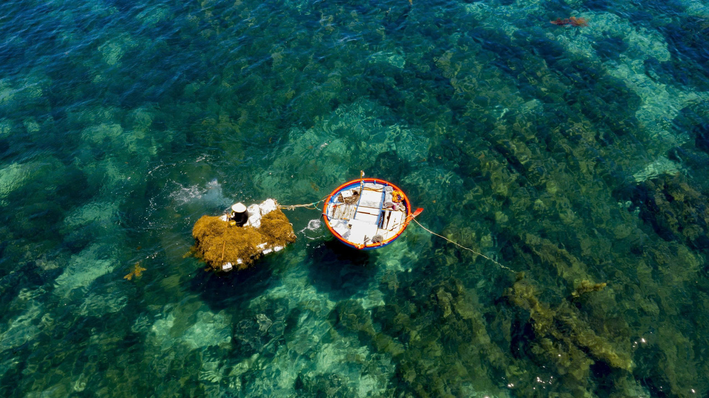 Nhờ sự vào cuộc tích cực của chính quyền địa phương và cộng đồng, năm nay việc khai thác rong mơ đã diễn ra đúng thời điểm. Ảnh: Hải Phong Nhờ sự vào cuộc tích cực của chính quyền địa phương và cộng đồng, năm nay việc khai thác rong mơ đã diễn ra đúng thời điểm. Ảnh: Hải Phong