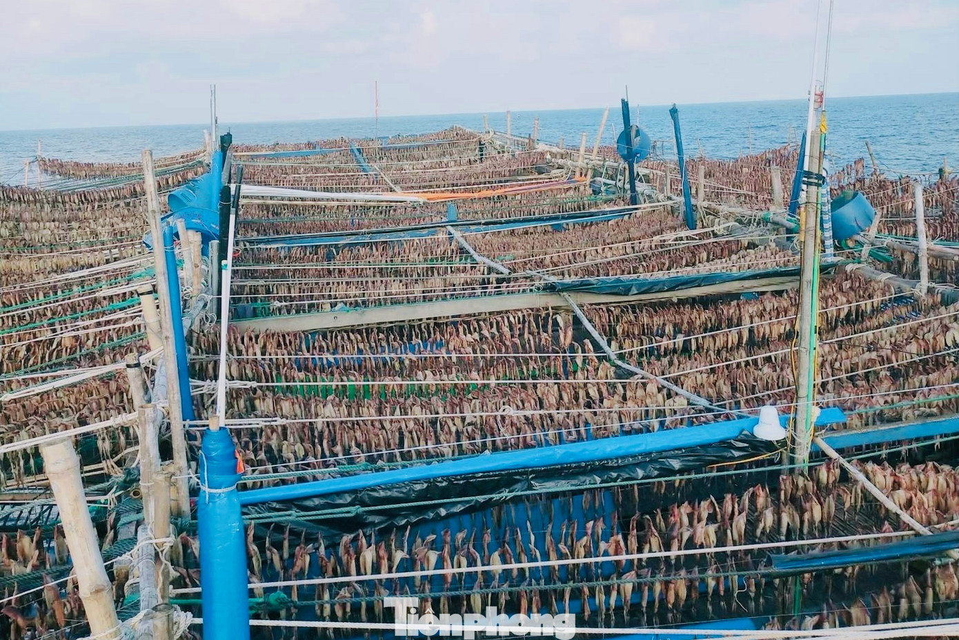 Ngư dân phơi mực trên tàu, ở ngoài khơi.