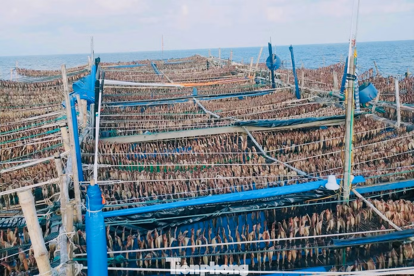 Ngư dân phơi mực trên tàu, ở ngoài khơi.