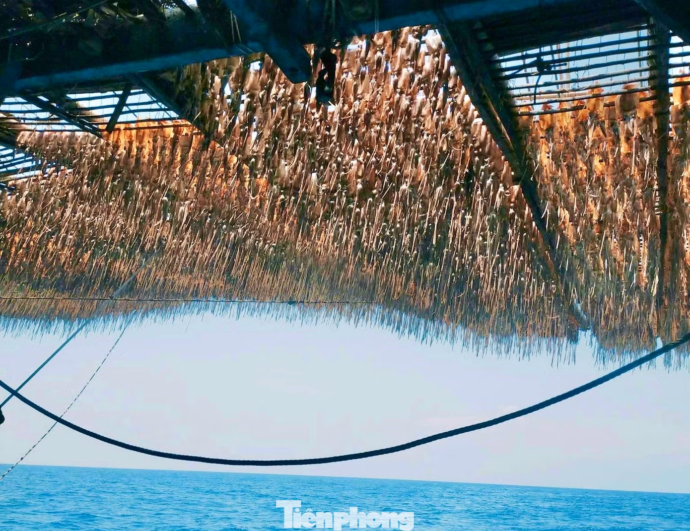 Ngư dân phơi mực trên tàu, ở ngoài khơi.