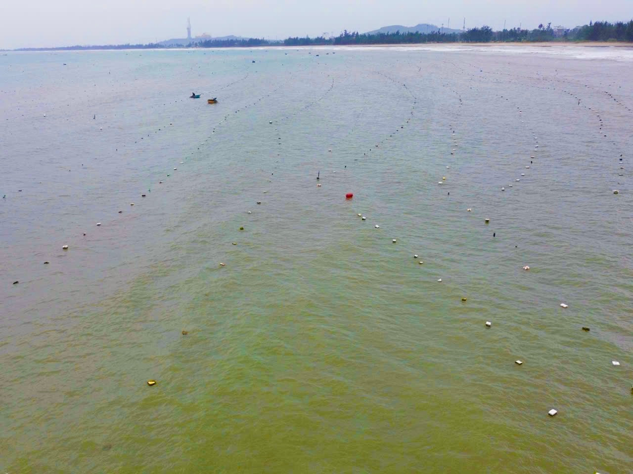 Hàng nghìn chiếc vỉ của ngư dân xã Tịnh Kỳ được thả xuống vùng biển ven bờ để bắt tôm hùm "nhí". Ảnh: Nguyễn Ngọc