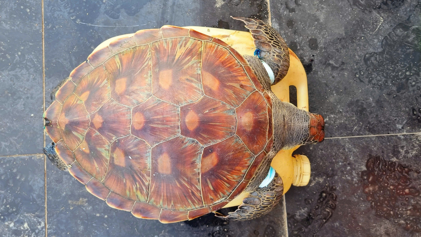 Rùa biển xanh (Chelonia mydas) là một loài nguy cấp, quý hiếm được ưu tiên bảo vệ, thuộc nhóm sách đỏ Việt Nam.