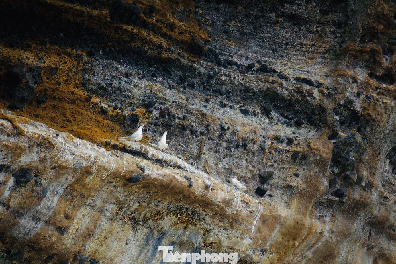 Đôi chim hải âu tình tự trên vách đá trầm tích núi lửa ở Hang Câu.