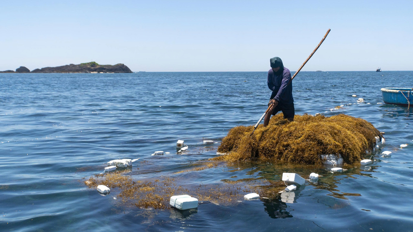 Rong mơ trở thành nguồn tài nguyên biển mang lại thu nhập cho người dân ven biển Quảng Ngãi. Ảnh: Hải Phong Rong mơ trở thành nguồn tài nguyên biển mang lại thu nhập cho người dân ven biển Quảng Ngãi. Ảnh: Hải Phong