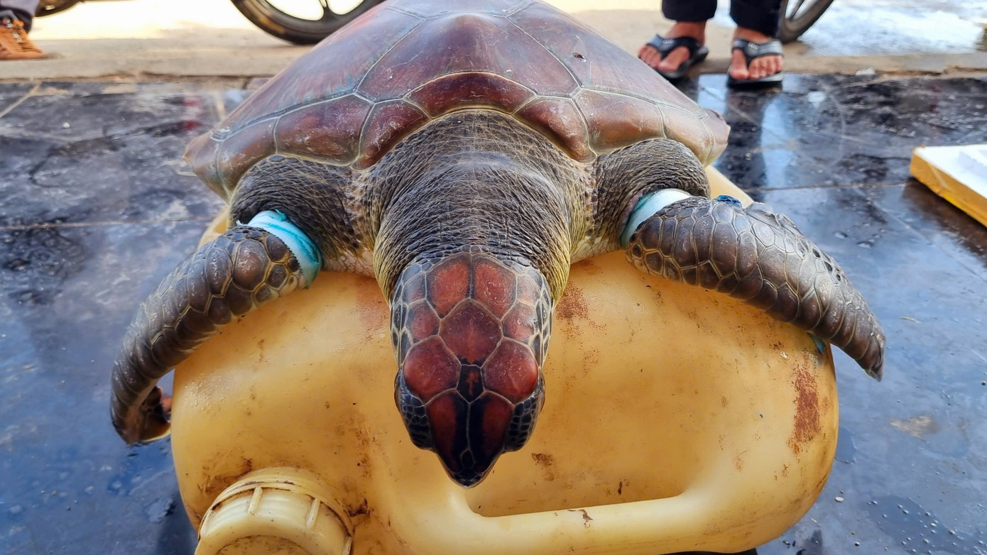 Hai chi trước của chú rùa bị lưới siết chặt nên bị thương rất nặng.