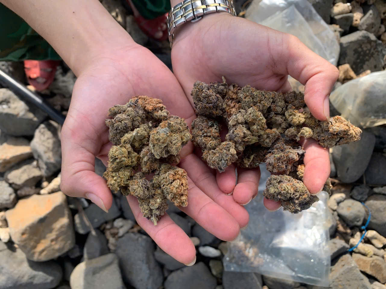 Qua test nhanh, “thảo mộc khô” trong các túi cho kết quả dương tính với chất ma túy Marijuana (THC – cần sa).