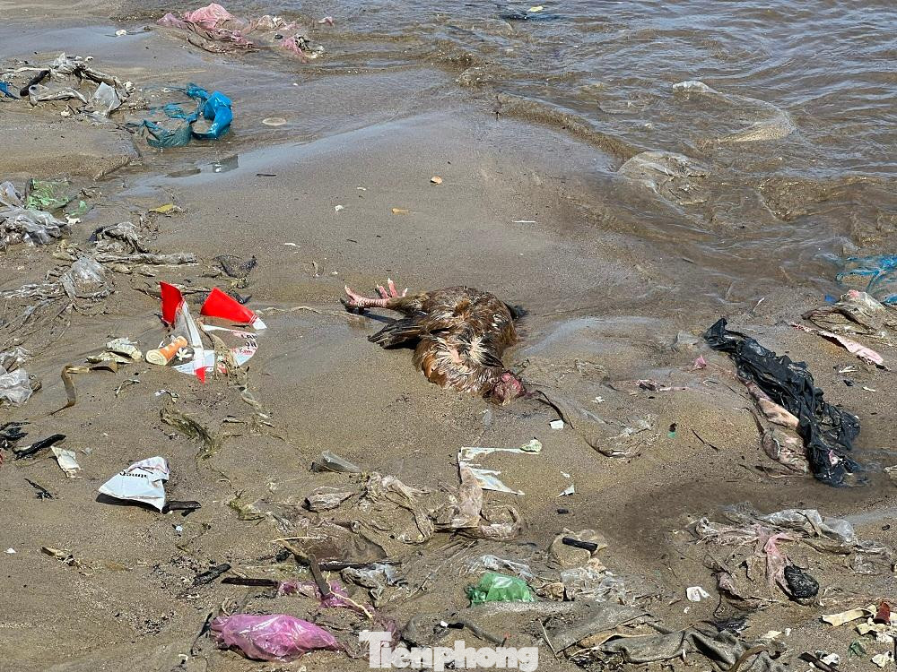 “Rác mỗi ngày một nhiều, ngoài làm việc nhà, tôi cùng nhiều người dân ở đây phải đào bới rác thải để tìm xác động vật mang đi tiêu hủy để giảm bớt mùi hôi”, bà Thân bộc bạch.