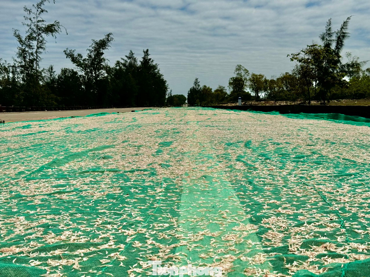 Ruốc tươi được thương lái mua, vận chuyển về cơ sở sản xuất để phơi làm ruốc khô hoặc mắm ruốc. Khoảng 3kg ruốc tươi sẽ được 1kg ruốc khô. Ảnh: Nguyễn Ngọc