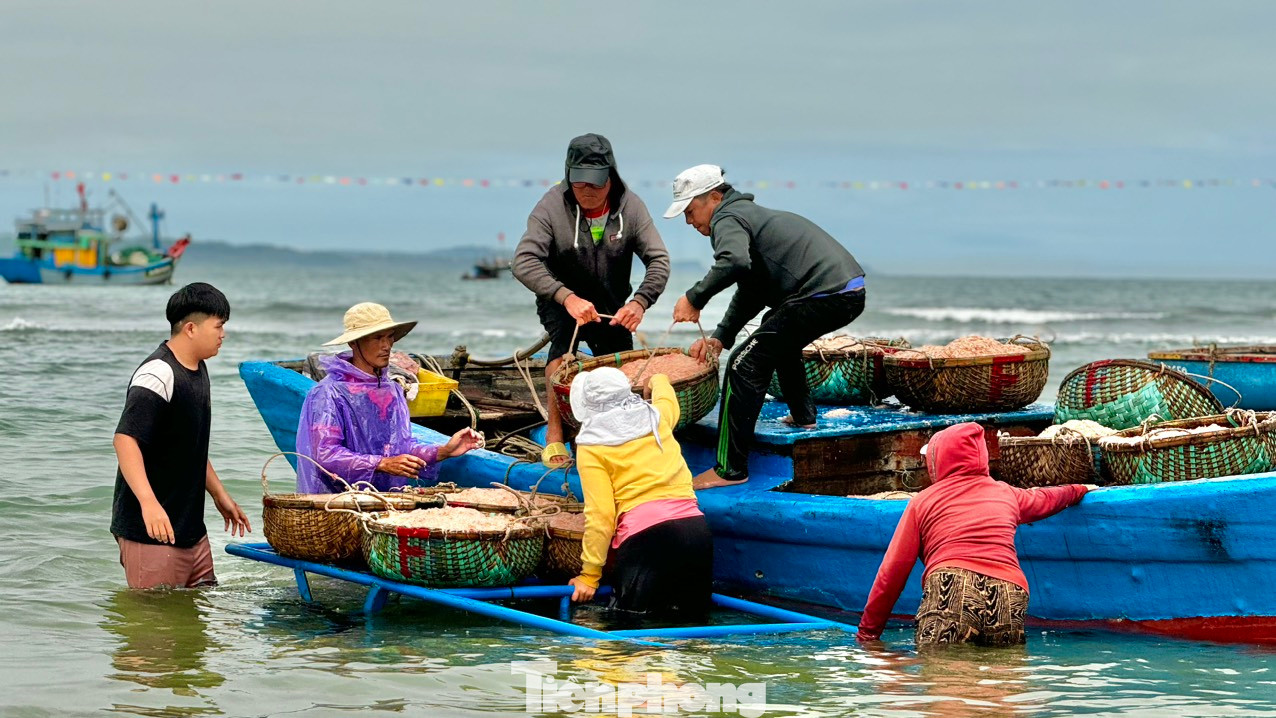 Ruốc xuất hiện dày đặc, chỉ trong một ngày ra khơi khai thác, các tàu của ngư dân có thể đánh bắt được khoảng 5 tạ ruốc, cá biệt có tàu đánh bắt được 2 tấn, với giá 20.000 đồng/kg mà mỗi tàu có thể thu về từ 10 – 30 triệu đồng. Trừ hết chi phí mỗi ngư dân có thể bỏ túi từ 1 – 3 triệu đồng. Ảnh: Nguyễn Ngọc