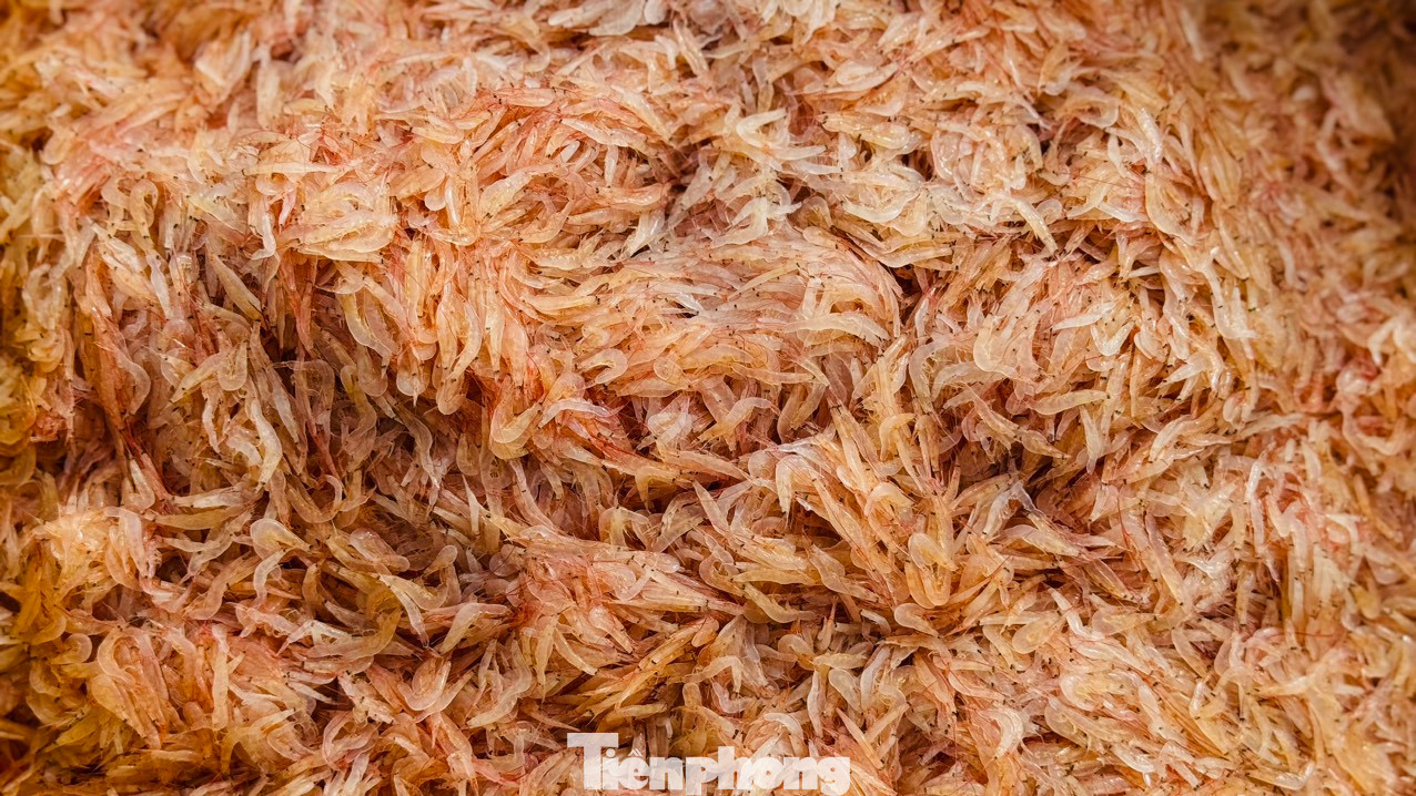 Ruốc (tép biển, khuyết) là tên gọi của một loại động vật giáp xác mười chân. Sống ở vùng nước ven gần bờ. Ruốc có hình dạng giống con tôm nhưng chỉ nhỏ khoảng 4 - 10 mm. Ảnh: Nguyễn Ngọc