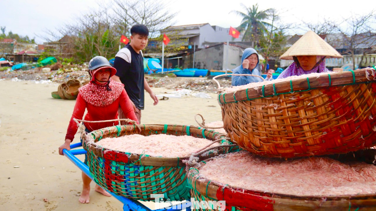 Mỗi ngày, có hàng chục tàu nhỏ cập bến tại bãi biển thôn Châu Thuận Biển (xã Bình Châu) mang theo những giỏ ruốc đầy ắp. Trên bờ, cảnh mua bán rộn ràng, bởi hàng khi tàu về hàng chục thương lái đã có mặt để mua ruốc mang đi tiêu thụ. Ảnh: Nguyễn Ngọc