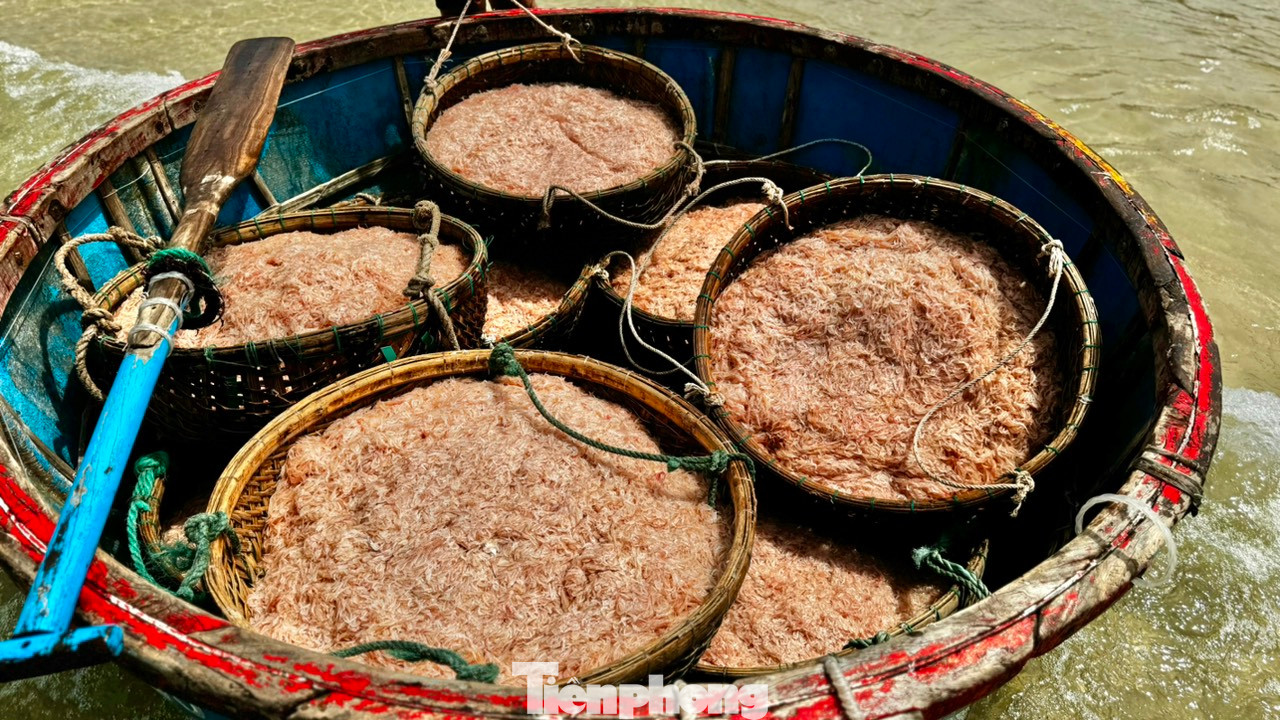 Ruốc (tép biển, khuyết) là tên gọi của một loại động vật giáp xác mười chân. Sống ở vùng nước ven gần bờ. Ruốc có hình dạng giống con tôm nhưng chỉ nhỏ khoảng 4 - 10 mm. Ảnh: Nguyễn Ngọc