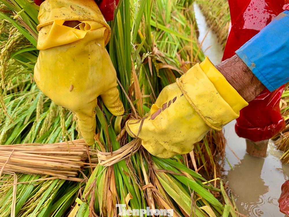 Dùng rơm cột lúa bị ngã với hy vọng mong manh lúa sẽ không bị úng. Ảnh: Nguyễn Ngọc