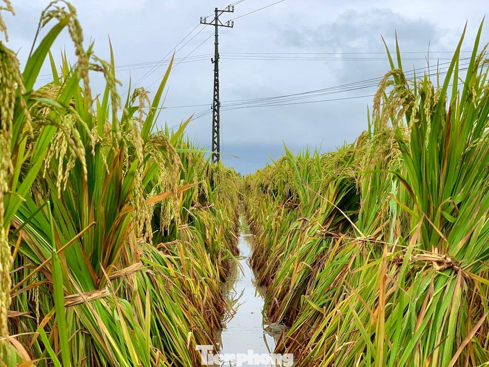 Những cây lúa được nông dân bó rất gọn gàng nhằm giảm thiểu thiệt hại tới mức thấp nhất. Ảnh: Nguyễn Ngọc