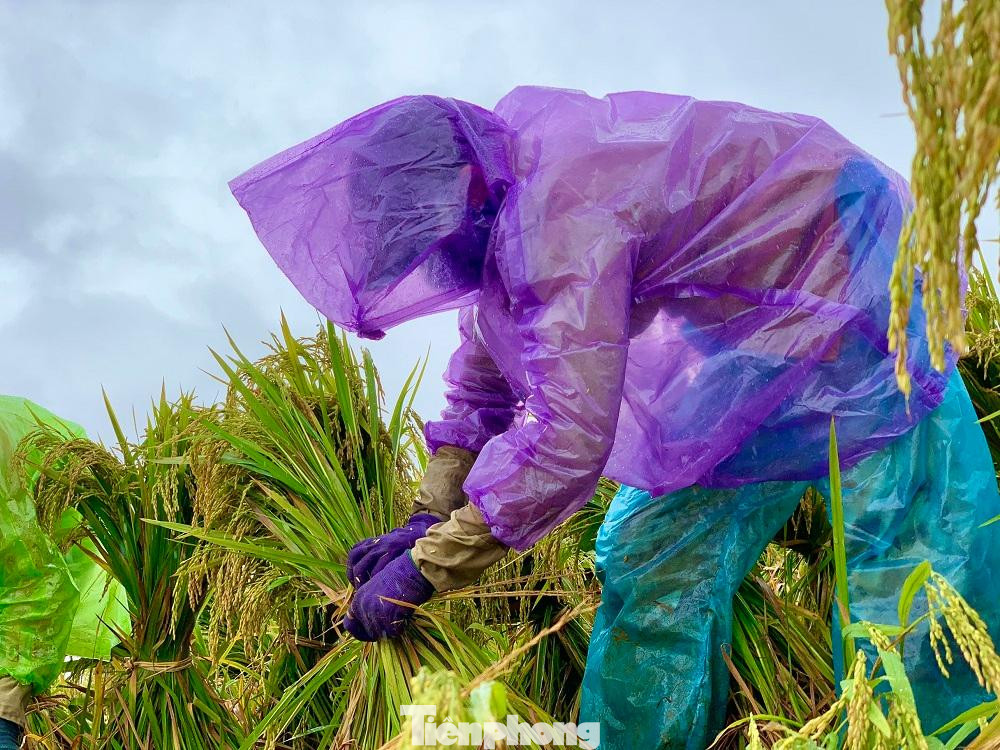 Không đợi mưa ngớt, nhiều nông dân đã ra đồng cứu lúa. Ảnh: Nguyễn Ngọc