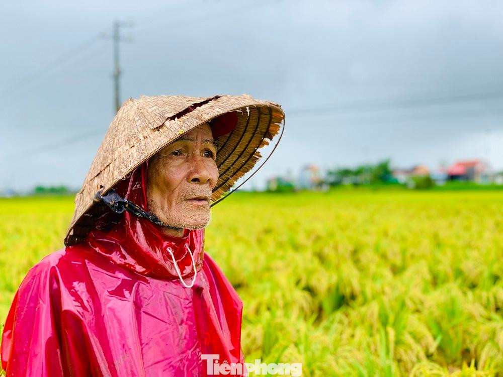 Ông Phạm Liễu (65 tuổi, xã Đức Chánh, huyện Mộ Đức) buồn bã cho biết, chưa năm nào người nông dân phải đối mặt với đợt mưa trái mùa, kéo dài lâu ngày như hiện giờ