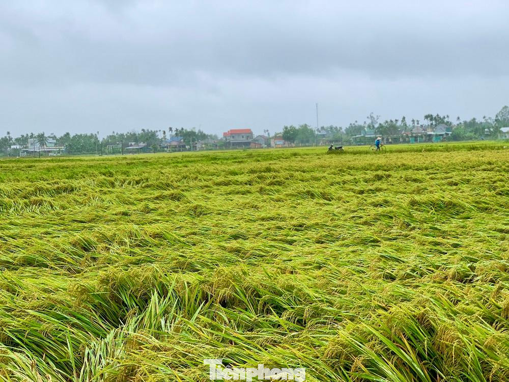 Nhiều diện tích lúa bị ngã đổ. Ảnh: Nguyễn Ngọc