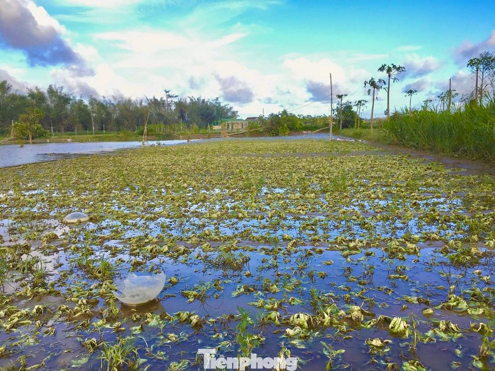 Ngoài ra, mưa lớn cũng đã khiến khoảng 1.500 ha hoa màu bị ngập úng, hư hại nặng. Ảnh: Nguyễn Ngọc