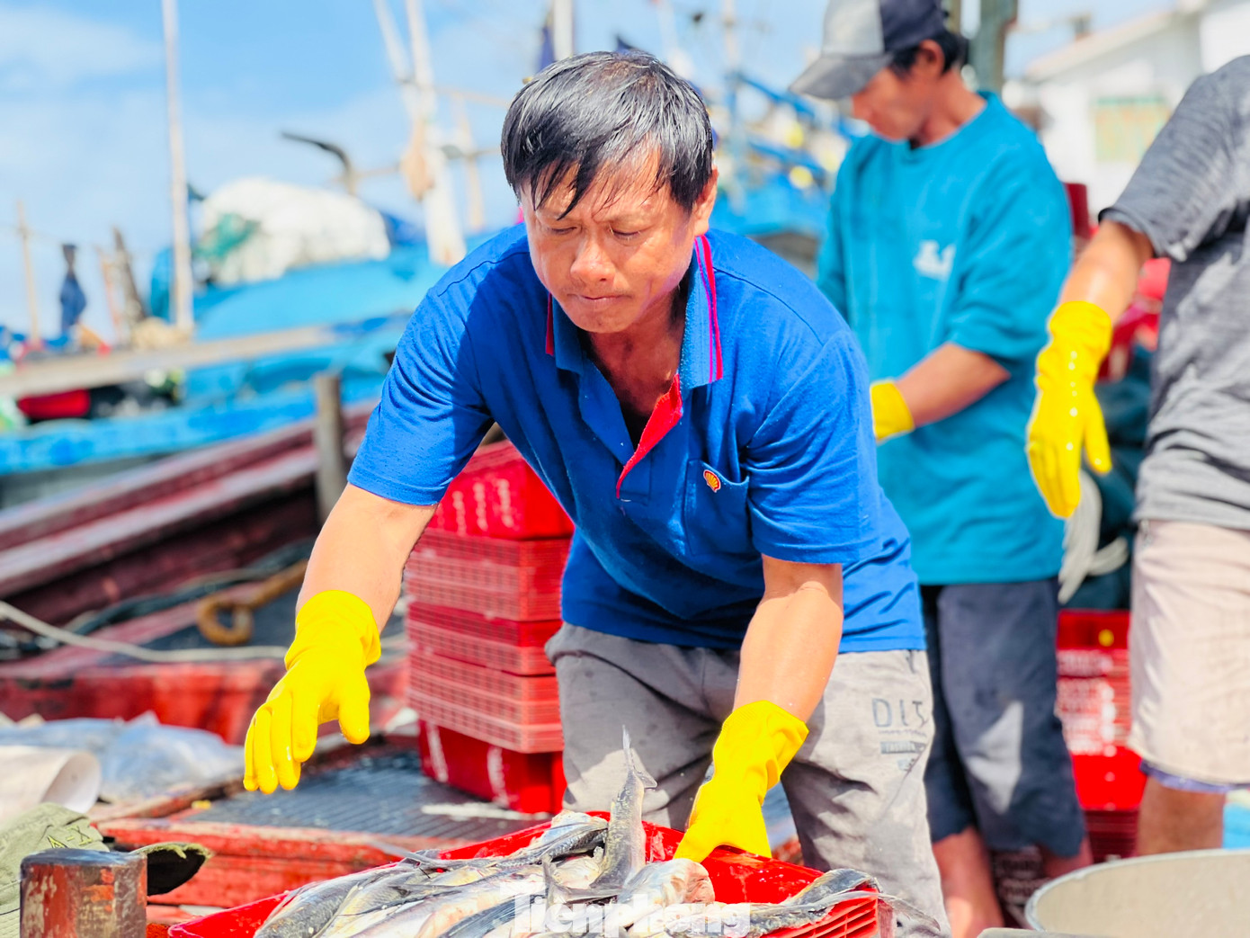 “Bây giờ anh em tranh thủ về nhà mua sắm ít đồ để đón năm mới. Nghỉ tết tầm mồng 10 tháng Giêng, tàu lại tiếp tục nổ máy trở lại Hoàng Sa đánh bắt, hy vọng năm sau, hoạt động khai thác hải sản sẽ thuận lợi hơn”, ngư dân Bình nói. “Bây giờ anh em tranh thủ về nhà mua sắm ít đồ để đón năm mới. Nghỉ tết tầm mồng 10 tháng Giêng, tàu lại tiếp tục nổ máy trở lại Hoàng Sa đánh bắt, hy vọng năm sau, hoạt động khai thác hải sản sẽ thuận lợi hơn”, ngư dân Bình nói.