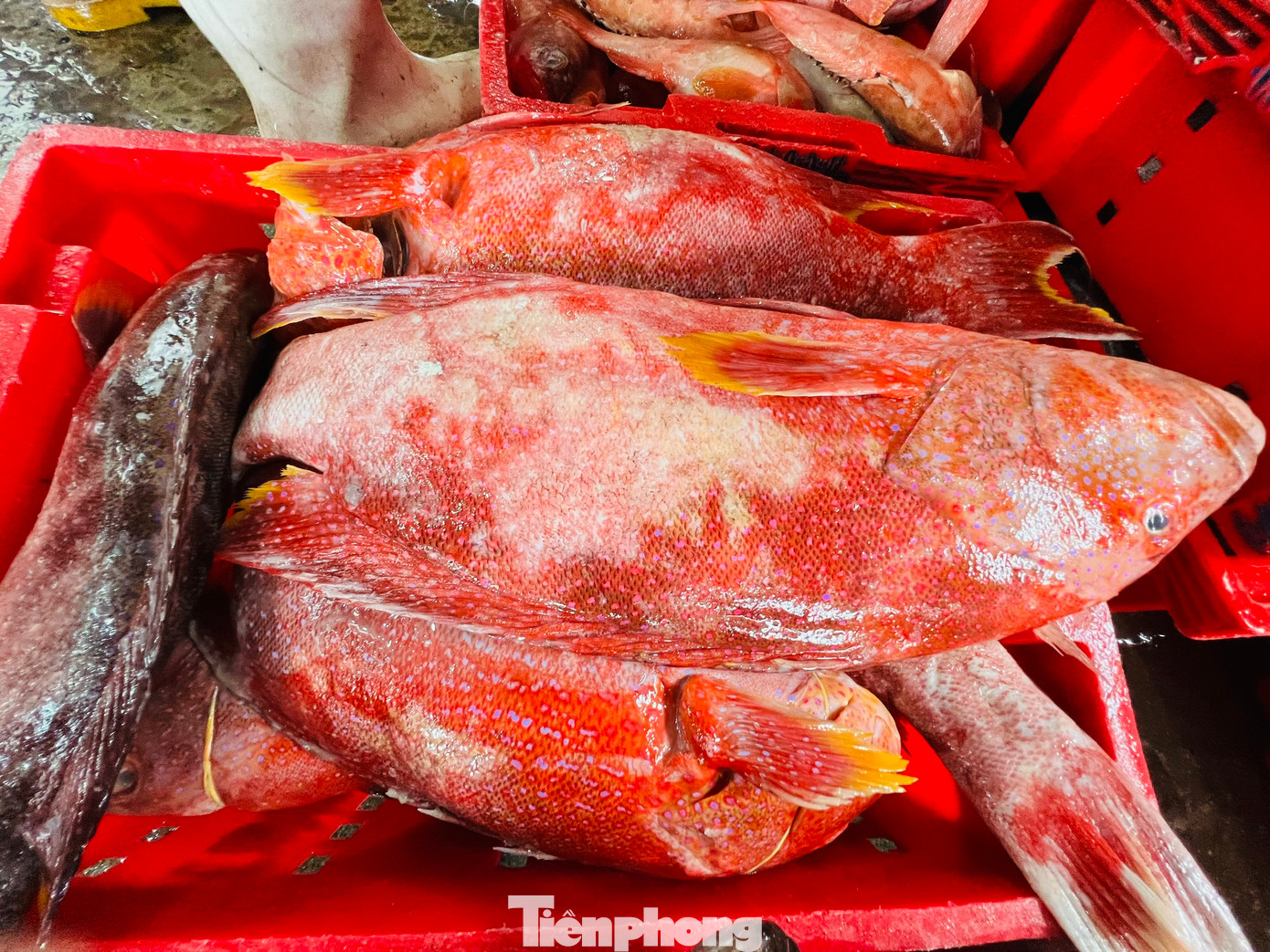 Hiện giá cá chuồn cồ được thương lái thu mua với giá từ 40.000- 80.000 đồng/kg, cá mú 50.000 -100.000 đồng/kg, cá mó 30.000–50.000 đồng/kg, cá đỏ củ 40.000 đồng/kg… Hiện giá cá chuồn cồ được thương lái thu mua với giá từ 40.000- 80.000 đồng/kg, cá mú 50.000 -100.000 đồng/kg, cá mó 30.000–50.000 đồng/kg, cá đỏ củ 40.000 đồng/kg…