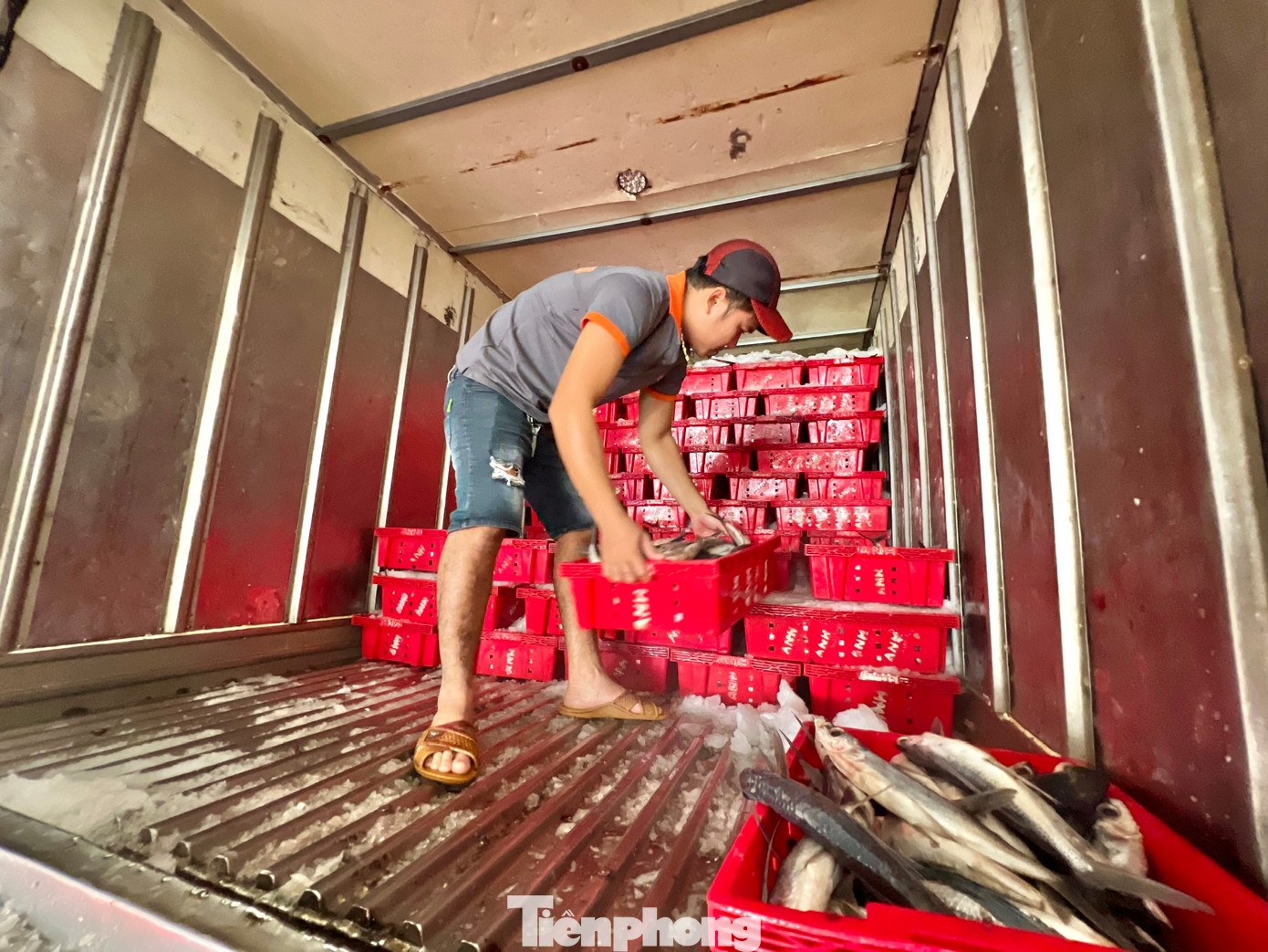 Sau khi hải sản được phân loại, thương lái ướp đá đưa lên xe tải lạnh chở đi tiêu thụ ở các tỉnh, thành miền ở Trung và Tây Nguyên. Sau khi hải sản được phân loại, thương lái ướp đá đưa lên xe tải lạnh chở đi tiêu thụ ở các tỉnh, thành miền ở Trung và Tây Nguyên.