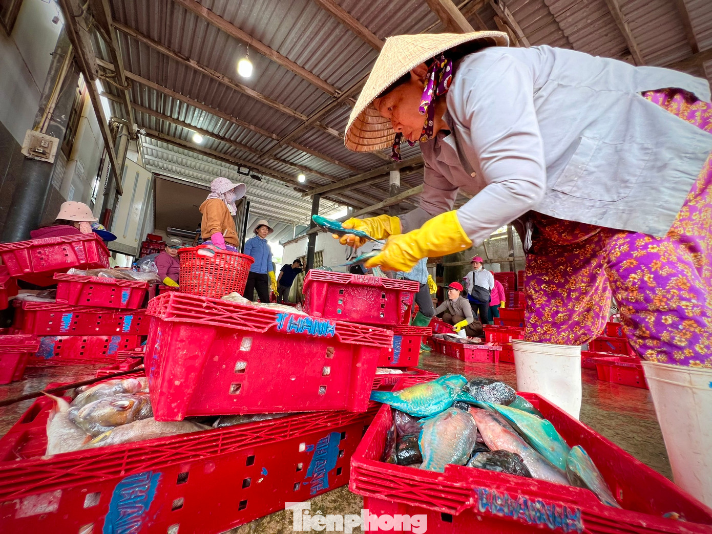 Cạnh đó, tàu cá QNg 90316 TS của ngư dân Đỗ Chí Bình (trú thôn Định Tân, xã Bình Châu) cùng chung niềm vui sau 22 ngày đi biển thắng lợi, cá đầy khoang. “Tàu cá của tôi cùng 12 thuyền viên hành nghề lặn, xuất bến ra ngư trường Hoàng Sa vào đầu tháng Chạp. Phiên biển cuối năm dù thời tiết bất lợi nhưng bù lại trúng nhiều mẻ cá lớn gồm: Cá mú đỏ, cá mó, cá đỏ củ, cá bò… Ngoài ra, các thuyền viên còn tranh thủ câu được nhiều mực nang nên có thu nhập cao trong phiên biển này". Cạnh đó, tàu cá QNg 90316 TS của ngư dân Đỗ Chí Bình (trú thôn Định Tân, xã Bình Châu) cùng chung niềm vui sau 22 ngày đi biển thắng lợi, cá đầy khoang. “Tàu cá của tôi cùng 12 thuyền viên hành nghề lặn, xuất bến ra ngư trường Hoàng Sa vào đầu tháng Chạp. Phiên biển cuối năm dù thời tiết bất lợi nhưng bù lại trúng nhiều mẻ cá lớn gồm: Cá mú đỏ, cá mó, cá đỏ củ, cá bò… Ngoài ra, các thuyền viên còn tranh thủ câu được nhiều mực nang nên có thu nhập cao trong phiên biển này".